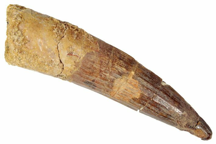 Fossil Spinosaurus Tooth - Real Dinosaur Tooth #346308